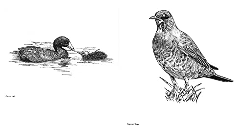 Slow Birding: The Art and Science of Enjoying the Birds in Your Own Backyard