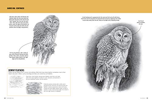 Drawing: Birds: Learn to draw step by step (How to Draw & Paint)