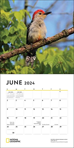 National Geographic: Backyard Birds 2024 Wall Calendar