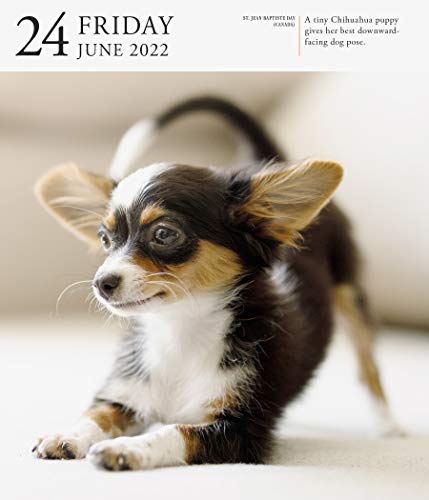 Dog Page-A-Day Gallery Calendar 2022: Stunning portraits that speak to the dog lovers soul.