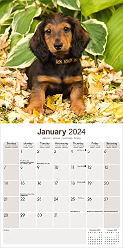 Long Haired Dachshund Calendar - Long Hair - Wirehaired - Dog Breed Calendars - 2023 - 2024 wall calendars - by Avonside