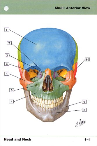 Netter's Anatomy Flash Cards: With STUDENT CONSULT Online Access (Netter Basic Science)