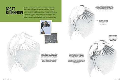 Drawing: Birds: Learn to draw step by step (How to Draw & Paint)