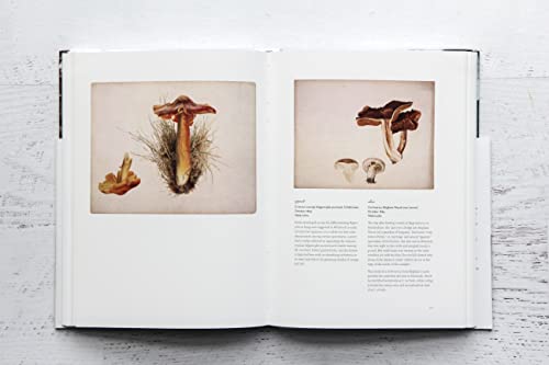 The Art of Beatrix Potter: Sketches, Paintings, and Illustrations