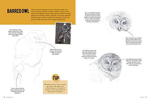 Drawing: Birds: Learn to draw step by step (How to Draw & Paint)