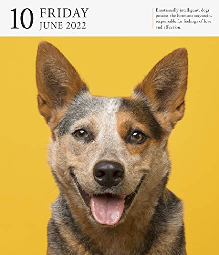 Dog Page-A-Day Gallery Calendar 2022: Stunning portraits that speak to the dog lovers soul.