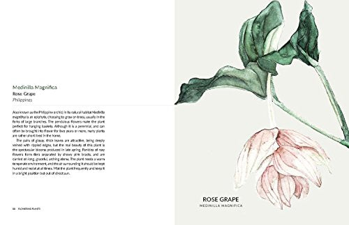 Urban Botanics: An Indoor Plant Guide for Modern Gardeners