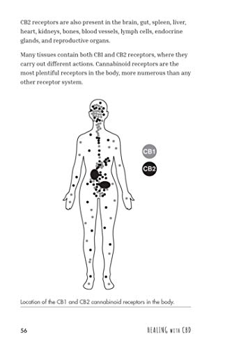 Healing with CBD: How Cannabidiol Can Transform Your Health without the High