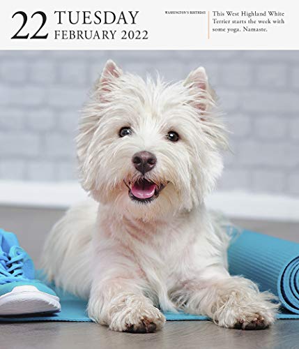 Dog Page-A-Day Gallery Calendar 2022: Stunning portraits that speak to the dog lovers soul.