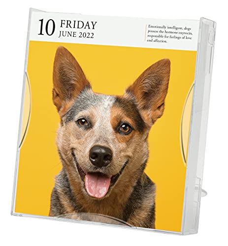 Dog Page-A-Day Gallery Calendar 2022: Stunning portraits that speak to the dog lovers soul.