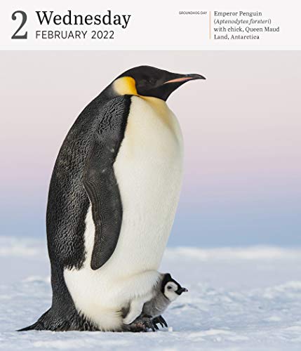 Audubon Nature Page-A-Day Gallery Calendar 2022: A wilderness escape every single day