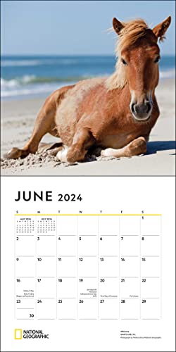 National Geographic: Horses 2024 Wall Calendar