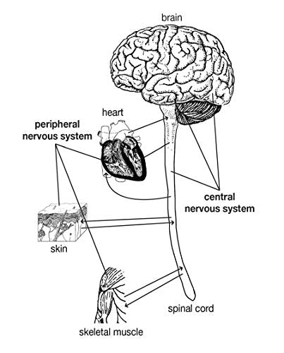 GED Total Solution, For the 2024-2025 GED Test, 2nd Edition (GED® Test Preparation)
