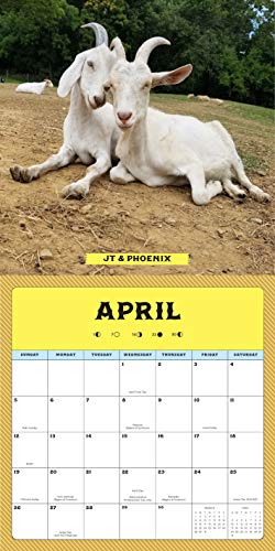 Goats of Anarchy 2020: 16 Month Calendar September 2019 Through December 2020