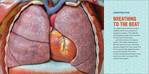 Human Anatomy for Kids: A Junior Scientist's Guide to How We Move, Breathe, and Grow