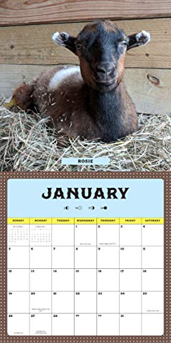 Goats of Anarchy 2020: 16 Month Calendar September 2019 Through December 2020