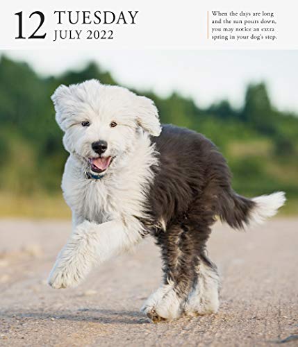 Dog Page-A-Day Gallery Calendar 2022: Stunning portraits that speak to the dog lovers soul.