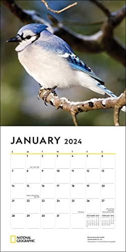 National Geographic: Backyard Birds 2024 Wall Calendar