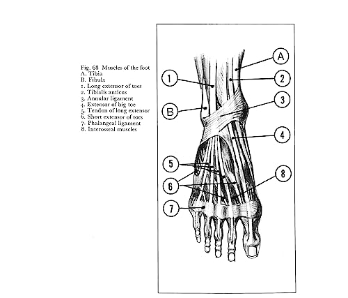 Anatomy and Perspective: The Fundamentals of Figure Drawing (Dover Art Instruction)