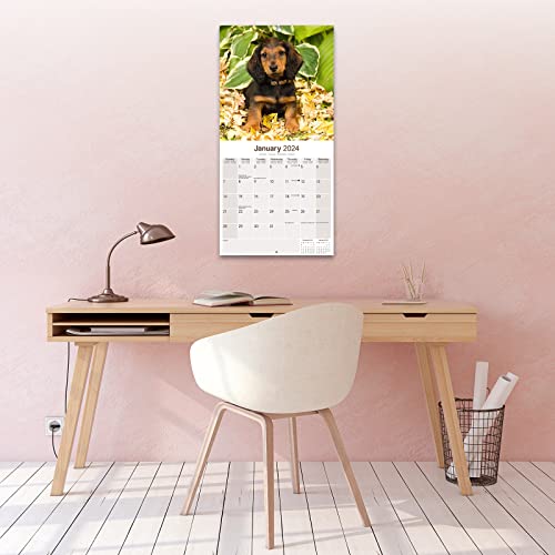 Long Haired Dachshund Calendar - Long Hair - Wirehaired - Dog Breed Calendars - 2023 - 2024 wall calendars - by Avonside