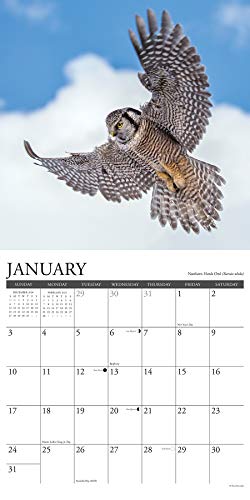 Owls 2021 Wall Calendar