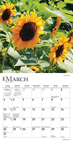 Sunflowers | 2024 7 x 14 Inch Monthly Mini Wall Calendar | BrownTrout | Flower Outdoor Plant