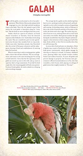 Outback: The Amazing Animals of Australia: A Photicular Book