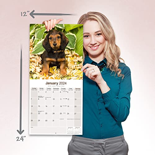 Long Haired Dachshund Calendar - Long Hair - Wirehaired - Dog Breed Calendars - 2023 - 2024 wall calendars - by Avonside