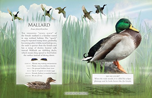 Little Book Of Wetland Bird Sounds