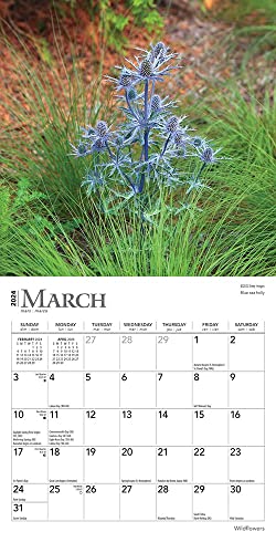 Wildflowers | 2024 7 x 14 Inch Monthly Mini Wall Calendar | BrownTrout | Flower Outdoor Plant