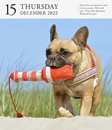 Dog Page-A-Day Gallery Calendar 2022: Stunning portraits that speak to the dog lovers soul.