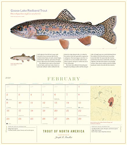 Trout of North America Wall Calendar 2020