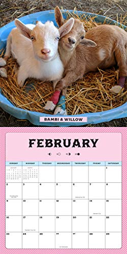 Goats of Anarchy 2020: 16 Month Calendar September 2019 Through December 2020