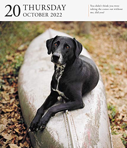Dog Page-A-Day Gallery Calendar 2022: Stunning portraits that speak to the dog lovers soul.