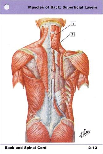 Netter's Anatomy Flash Cards: With STUDENT CONSULT Online Access (Netter Basic Science)
