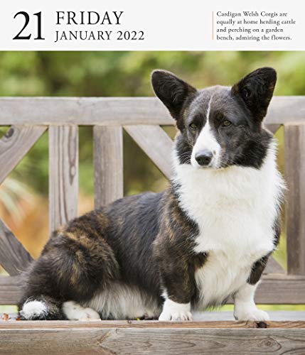 Dog Page-A-Day Gallery Calendar 2022: Stunning portraits that speak to the dog lovers soul.
