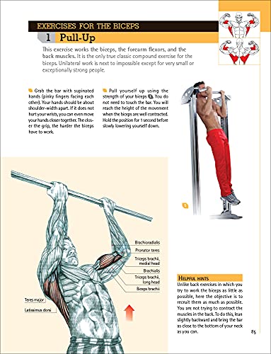 Delavier's Anatomy for Bigger, Stronger Arms