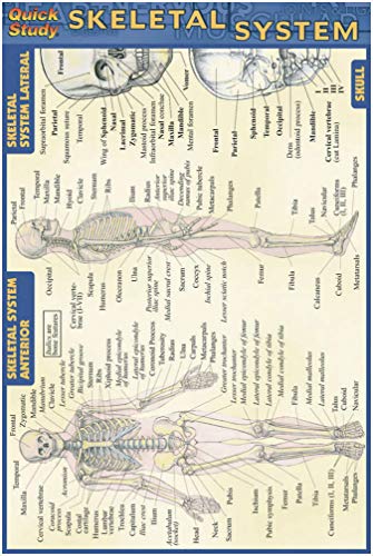 Skeletal System