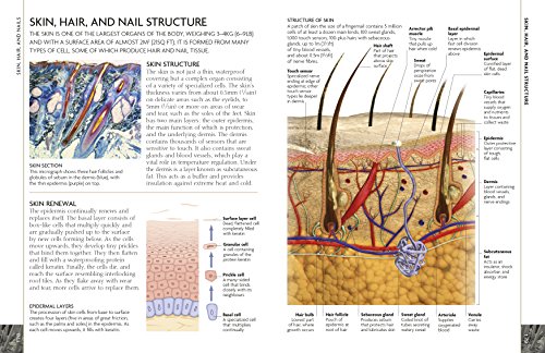 The Concise Human Body Book
