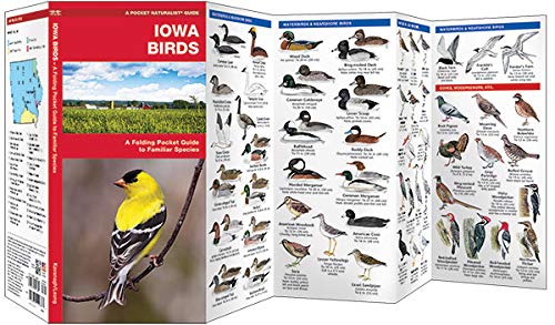 Iowa Birds: A Folding Pocket Guide to Familiar Species (Wildlife and Nature Identification)