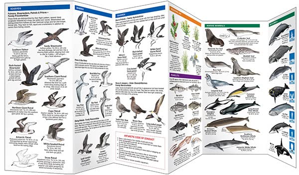 Antarctic Wildlife: A Folding Pocket Guide to Familiar Species of the Antarctic and Subantarctic Environments (Wildlife and Nature Identification)