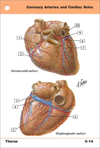 Netter's Anatomy Flash Cards: With STUDENT CONSULT Online Access (Netter Basic Science)