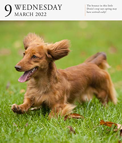 Dog Page-A-Day Gallery Calendar 2022: Stunning portraits that speak to the dog lovers soul.
