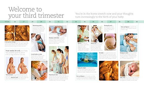 Pregnancy Day By Day: An Illustrated Daily Countdown to Motherhood, from Conception to Childbirth and