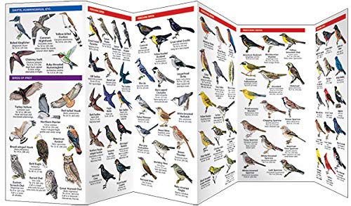 Iowa Birds: A Folding Pocket Guide to Familiar Species (Wildlife and Nature Identification)
