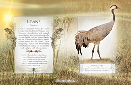 Little Book Of Wetland Bird Sounds