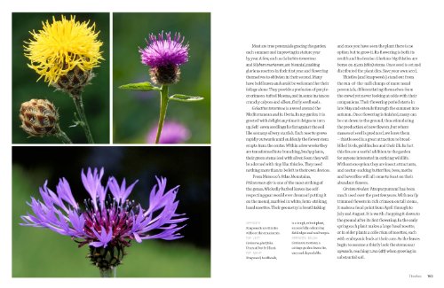 Wild Flowers: Nature's Own to Garden Grown