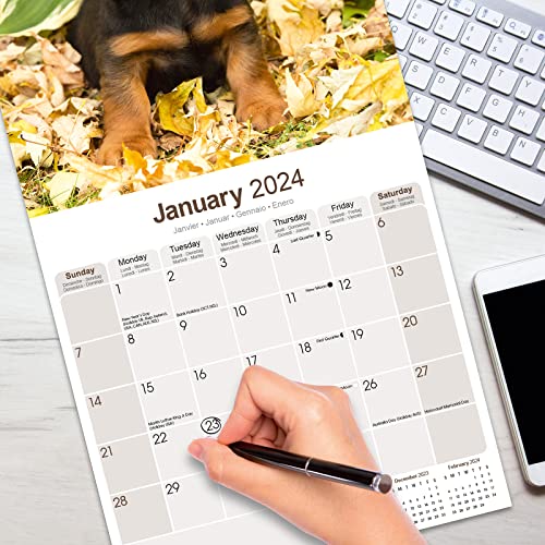 Long Haired Dachshund Calendar - Long Hair - Wirehaired - Dog Breed Calendars - 2023 - 2024 wall calendars - by Avonside