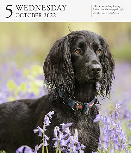 Dog Page-A-Day Gallery Calendar 2022: Stunning portraits that speak to the dog lovers soul.