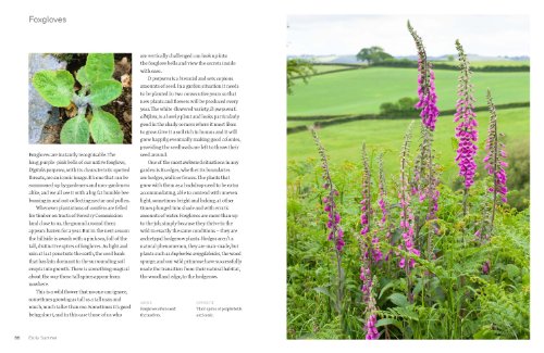 Wild Flowers: Nature's Own to Garden Grown